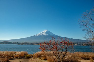 Fuji Dağı, Japonya 'nın ikonik sembolü, sonbahar yaprakları mevsiminde, fevkalade güzel bir dönem. kawaguchiko, japan.