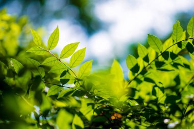 Soyut, doğa yeşil yaprak arkaplan ve güzel duvar kağıdı.