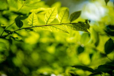 Soyut, doğa yeşil yaprak arkaplan ve güzel duvar kağıdı.