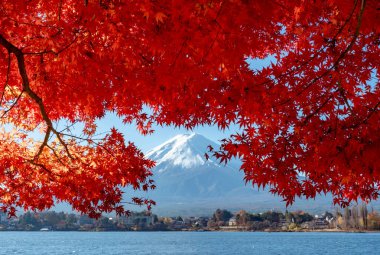 Fuji Dağı, Japonya 'nın ikonik sembolü, sonbahar yaprakları mevsiminde, fevkalade güzel bir dönem. kawaguchiko, japan.
