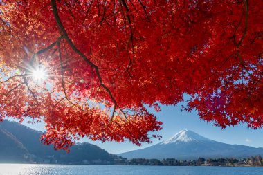 Fuji Dağı, Japonya 'nın ikonik sembolü, sonbahar yaprakları mevsiminde, fevkalade güzel bir dönem. kawaguchiko, japan.