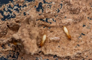 Tahta yiyen termitlere yakın, (Termit hasar evi)
