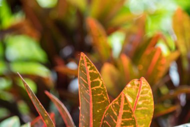 Soyut, doğa yeşil yaprak arkaplan ve güzel duvar kağıdı.