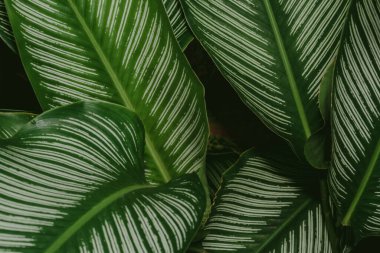 Soyut, doğa yeşil yaprak arkaplan ve güzel duvar kağıdı.