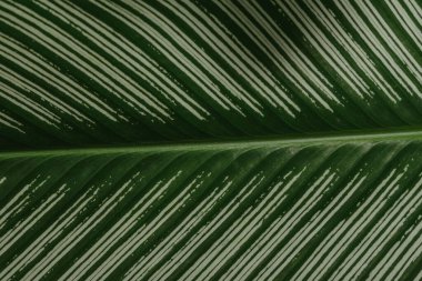 Soyut, doğa yeşil yaprak arkaplan ve güzel duvar kağıdı.