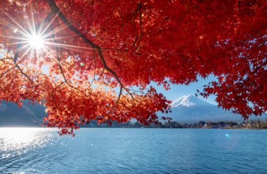 Fuji Dağı, Japonya 'nın ikonik sembolü, sonbahar yaprakları mevsiminde, fevkalade güzel bir dönem. kawaguchiko, japan.