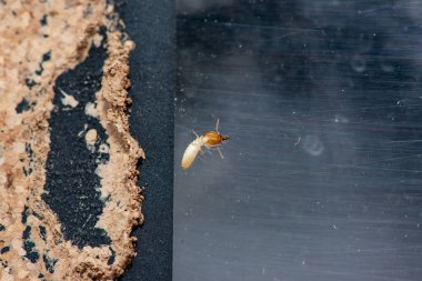 Tahta yiyen termitlere yakın, (Termit hasar evi)