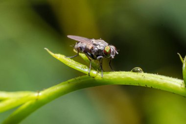 Bir yaprak üzerinde sinek yakın çekim 