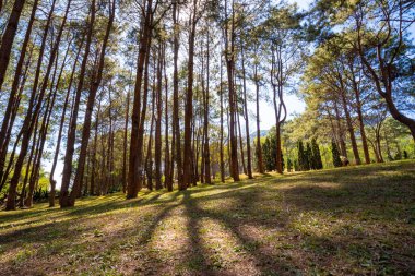 Doğa, yeşil ağaçlar, orman arka planı ve güzel duvar kağıtları.