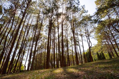 Doğa, yeşil ağaçlar, orman arka planı ve güzel duvar kağıtları.