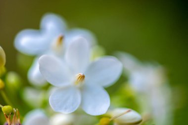 İnanılmaz güzel renkli çiçekler arka plan