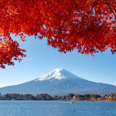 Fuji Dağı, Japonya 'nın ikonik sembolü, sonbahar yaprakları mevsiminde, fevkalade güzel bir dönem. kawaguchiko, japan.