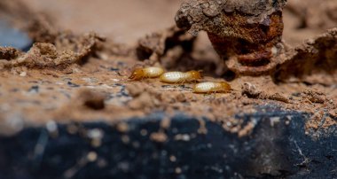 Tahta yiyen termitlere yakın, (Termit hasar evi)