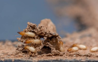 Tahta yiyen termitlere yakın, (Termit hasar evi)