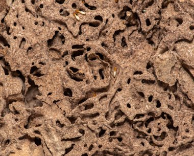 Tahta yiyen termitlere yakın, (Termit hasar evi)