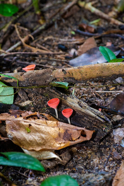 close-up of forest mushrooms(Champagne cup)in the waterfall