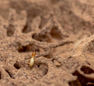 Tahta yiyen termitlere yakın, (Termit hasar evi)