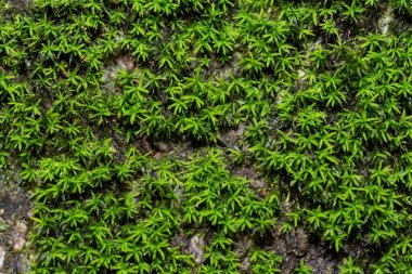 Yeşil yosun arkaplanını kapatın. Yeşil yosun arka planı. Yeşil yosun dokusunu kapat. Yeşil yosun arkaplanı.