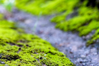Yeşil yosun arkaplanını kapatın. Yeşil yosun arka planı. Yeşil yosun dokusunu kapat. Yeşil yosun arkaplanı.
