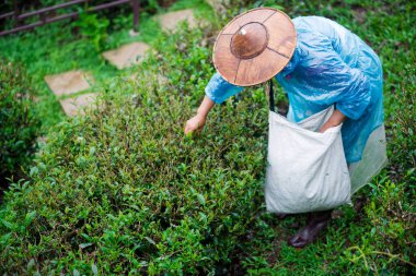 Çay toplayıcısı sabahları çay yaprakları topluyor..