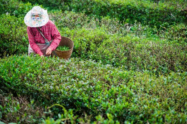 Çay toplayıcısı sabahları çay yaprakları topluyor..