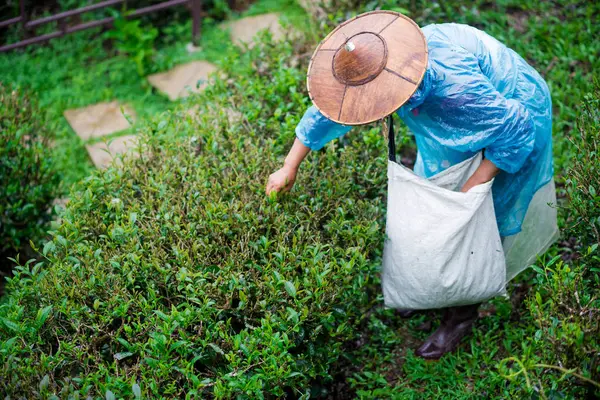 Çay toplayıcısı sabahları çay yaprakları topluyor..