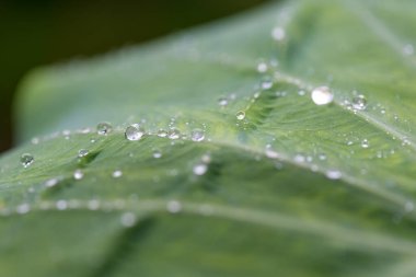 Soyut, doğa Yeşil yaprak arka plan ve güzel duvar kağıdı. (yüksek kalite) 