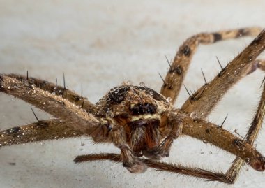 Örümcek Kurt Örümceğine yaklaş.