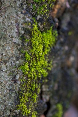 Yeşil yosun arkaplanını kapatın. Yeşil yosun arka planı. Yeşil yosun dokusunu kapat. Yeşil yosun arkaplanı.