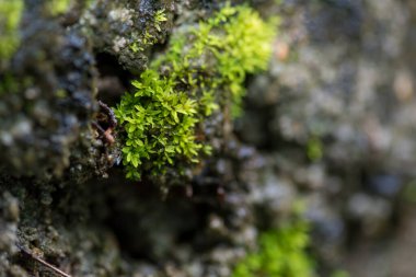 Yeşil yosun arkaplanını kapatın. Yeşil yosun arka planı. Yeşil yosun dokusunu kapat. Yeşil yosun arkaplanı.