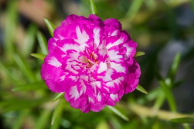 İnanılmaz güzel renkli çiçekler arka plan