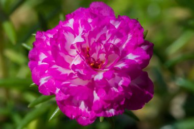 İnanılmaz güzel renkli çiçekler arka plan