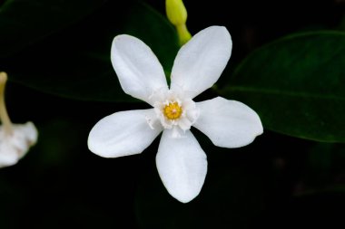 İnanılmaz güzel renkli çiçekler arka plan