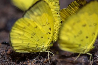 Tropikal kelebeğe yakın yağmur ormanlarında yerde Tayland yağmur ormanlarında.
