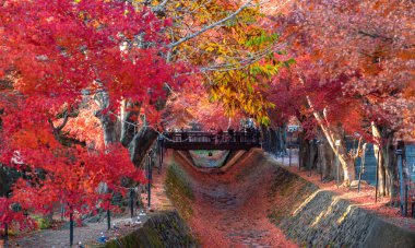 Fuji Dağı, Japonya 'nın ikonik sembolü, sonbahar yaprakları mevsiminde, fevkalade güzel bir dönem. kawaguchiko, japan.