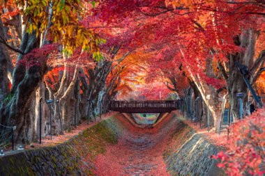 Fuji Dağı, Japonya 'nın ikonik sembolü, sonbahar yaprakları mevsiminde, fevkalade güzel bir dönem. kawaguchiko, japan.