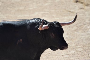 İspanyol boğa ringinde büyük boynuzları olan boğa dövüşü.