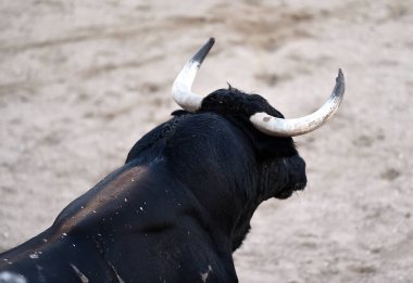 İspanyol boğa ringinde büyük boynuzları olan boğa dövüşü.