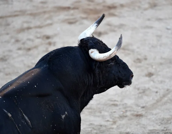 在西班牙斗牛场上与大角斗牛 — 图库照片