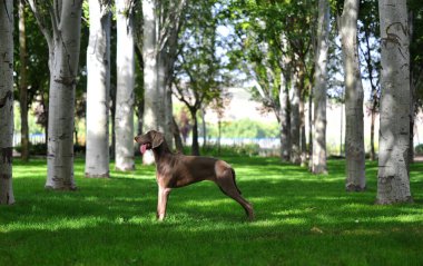 Tarlada oynayan Weimaraner cinsi bir köpek.