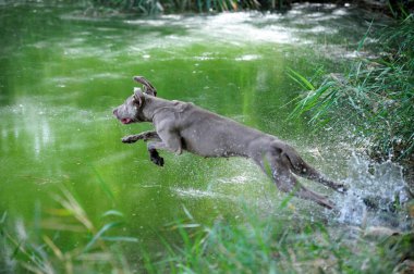 Tarlada oynayan Weimaraner cinsi bir köpek.