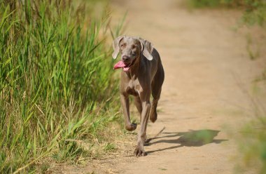 Tarlada oynayan Weimaraner cinsi bir köpek.