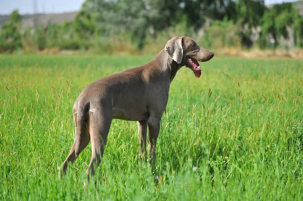 一种在田里玩耍的衣冠楚楚的狗 — 图库照片
