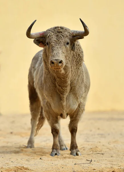 Strong Black Bull Big Horns Spanish Spectacle Bullfight — Stock Photo, Image