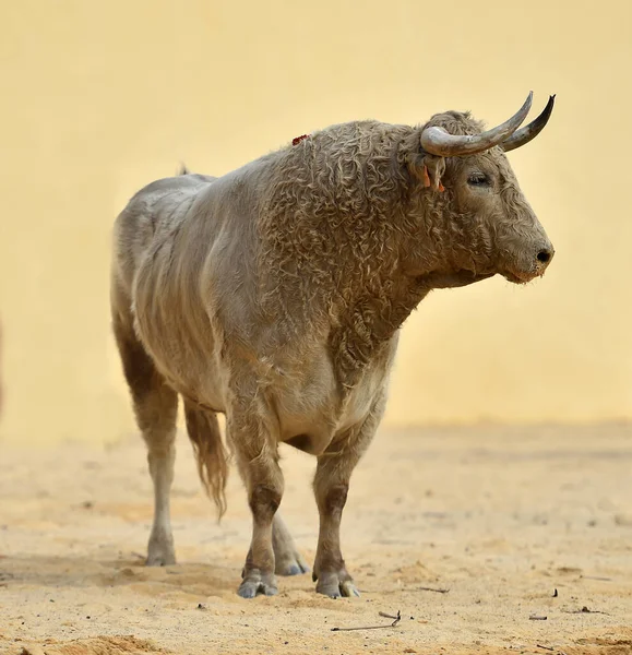 Strong Bull Big Horns — Stock Photo, Image