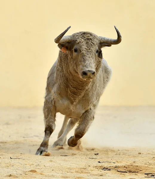 Strong Bull Big Horns — Stock Photo, Image