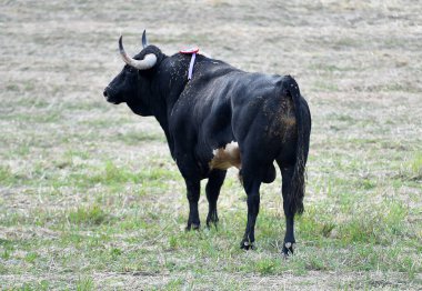 İspanya 'da boynuzlu güçlü bir boğa