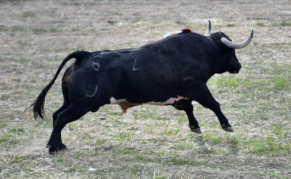 Büyük Boynuzları Olan Güçlü Siyah Boğa Spanyol Boğa Güreşi Gösterisinde — Stok fotoğraf