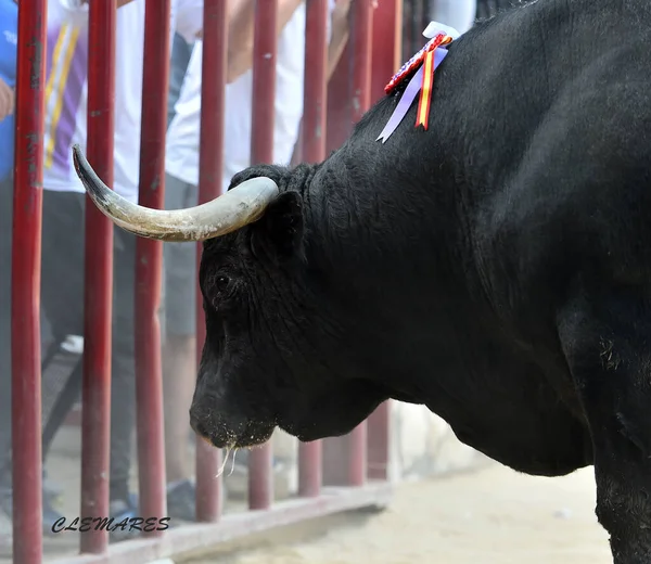 Erős Bika Nagy Szarvakkal Spanyolországban — Stock Fotó