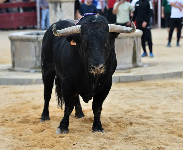 大きな角を持つ強い雄牛スペインで — ストック写真